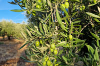 Aceituna-olivar-1-finca-pontezuela-toledo